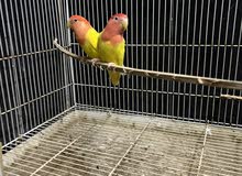 love bird opline jumpo size love bird opline jumpo size