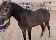 فلو للبيع معسوف واهو اوراق العمر ثلاث واربع شهور فلو للبيع معسوف واهو اوراق العمر ثلاث واربع شهور