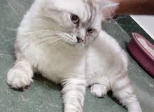 Himalayas male cat, he is friendly and very large in size Himalayas male cat, he is friendly and very large in size