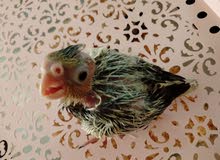 White Face Cockatiel Baby Looking for new home White Face Cockatiel Baby Looking for new home