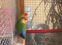 Love bird Breeding pair Love bird Breeding pair