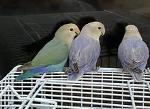 ثلاث طيور love birds ثلاث طيور love birds