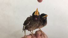 افراخ طائر المينه افراخ طائر المينه