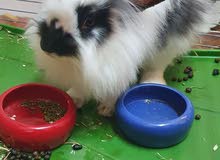 Lionhead Rabbit Lionhead Rabbit