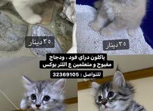كتنز.. كتنز..