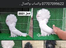 زوج فوطه بحريني زوج فوطه بحريني