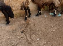 ثلاث نعاج اثنين حليب وحده عشار سن ريشت الحبه في وحده جمع نضيف ثلاث نعاج اثنين حليب وحده عشار سن ريشت الحبه في وحده جمع نضيف
