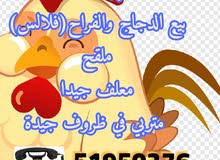 فراخ بعمر شهرين للبيع فراخ بعمر شهرين للبيع