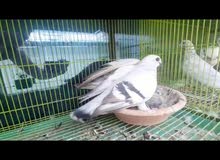 Bozz breeding pair with chick Bozz breeding pair with chick