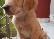 pure golden retriever puppy pure golden retriever puppy