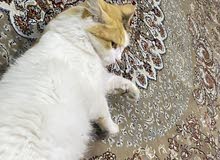 قط شيرازي انثى for sale cat shiraz قط شيرازي انثى for sale cat shiraz