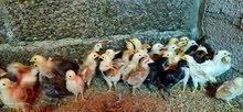 One week old chicken One week old chicken