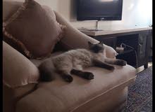 pure Himalaya and sherazi cat for sale pure Himalaya and sherazi cat for sale