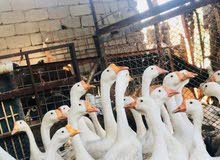 وز مسويات راقيه للبيع وز مسويات راقيه للبيع