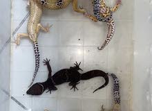 geckos geckos
