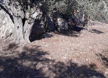 Farm Land for Sale in Salfit Askaka