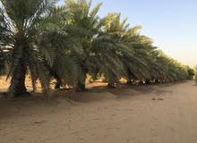 نخيل للبيع تبدأ الأسعار من 100 درهم نخيل للبيع تبدأ الأسعار من 100 درهم