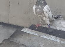 تور زوج فحله تور زوج فحله