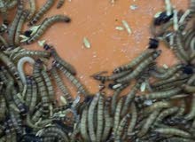 mealworms دود القبابي mealworms دود القبابي