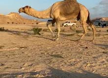 جمال للبيع بكره ومحليه جميع انواع الجمال افضل الاسعار في