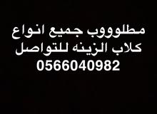 مطلوووب مطلوووب