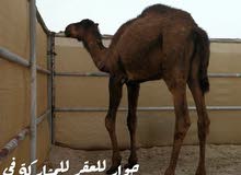 حوار حزمي حوار حزمي
