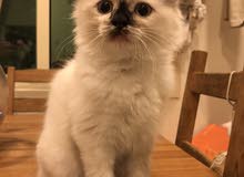 3 month old male ragdoll himalayan kitten for sale 3 month old male ragdoll himalayan kitten for sale