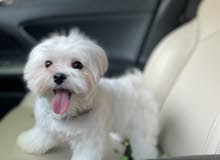 Maltese dog for sale / كلب مالتيز للبيع Maltese dog for sale / كلب مالتيز للبيع