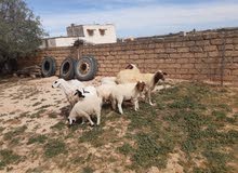 3 نعاج توميات للبيع 3 نعاج توميات للبيع