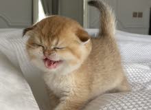 سكوتش فولد ذكر Scottish fold boy سكوتش فولد ذكر Scottish fold boy
