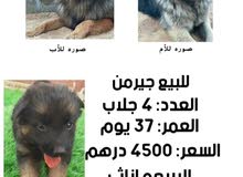 كلاب جيرمن كلاب جيرمن