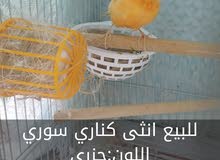انثى كناري سوري للبيع انثى كناري سوري للبيع