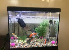 11 fish & aquarium with filter & stone total 800 11 fish & aquarium with filter & stone total 800