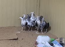 للبيع دياي مكس مع فرنسي للبيع دياي مكس مع فرنسي