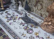 تور زوج وام تور زوج وام