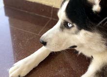Male and female husky for sale with house Male and female husky for sale with house
