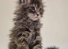 Maine Coon Kitten - Male Maine Coon Kitten - Male