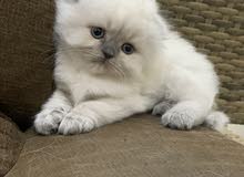 Scottish Fold kitten Scottish Fold kitten