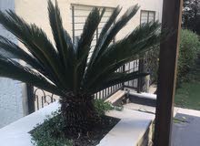 دابوق فيلا للبيع 550 م دابوق فيلا للبيع 550 م