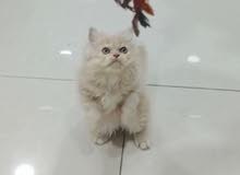 2 month OLD Persian Male