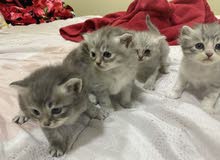 Kittens for sale Kittens for sale