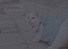 قطه شيرازي للبيع