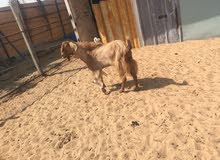 goats for sale al Zubair goats for sale al Zubair