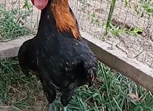 دجاج حباحب ديك ودجاجه دجاج حباحب ديك ودجاجه