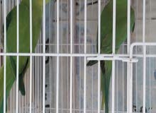 زوج دره هنديه زوج دره هنديه