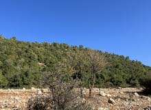 Farm Land for Sale in Ajloun A'anjara