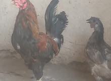 ديج ودجاجه ديج ودجاجه