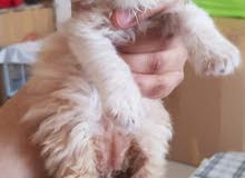 Exotic mixed Persian longhair Exotic mixed Persian longhair