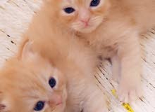 كيتن شيرازي للبيع كيتن شيرازي للبيع