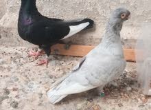 طيور زق طيور زق